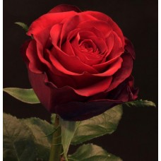 Roses - Luna Rossa